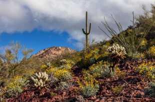 Saguaro National Park-6477.jpg